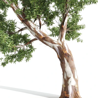 High Quality Eucalyptus tree — Ver 4
