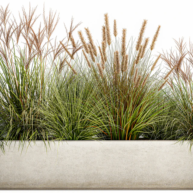 Collection of plants in a pot Pampas grass, reeds, flowerbed, landscaping, bushes. Set 1074. — Descargar
