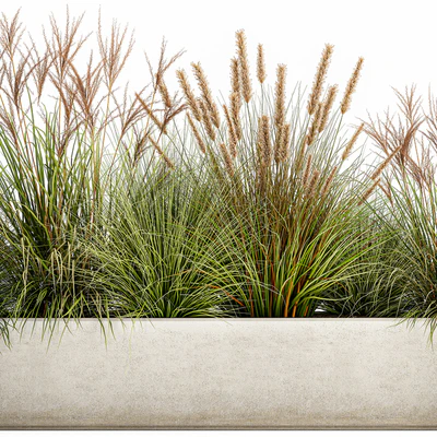 Collection of plants in a pot Pampas grass, reeds, flowerbed, landscaping, bushes. Set 1074. — Ver 6