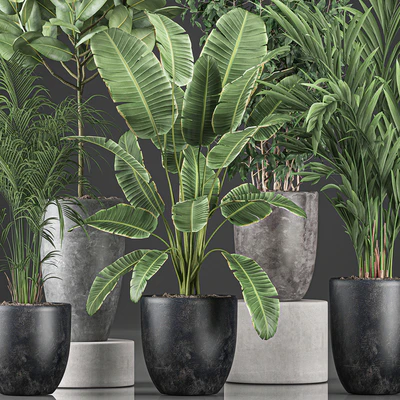 Collection of indoor plants, Banana, palm, ficus, tree in black pots for the interior. Set 610. — Ver 5