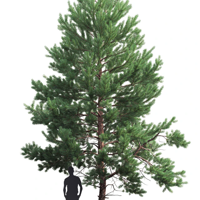 Pine — Скачать