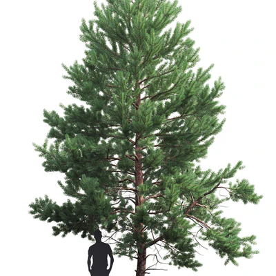 Pine — Вид 3