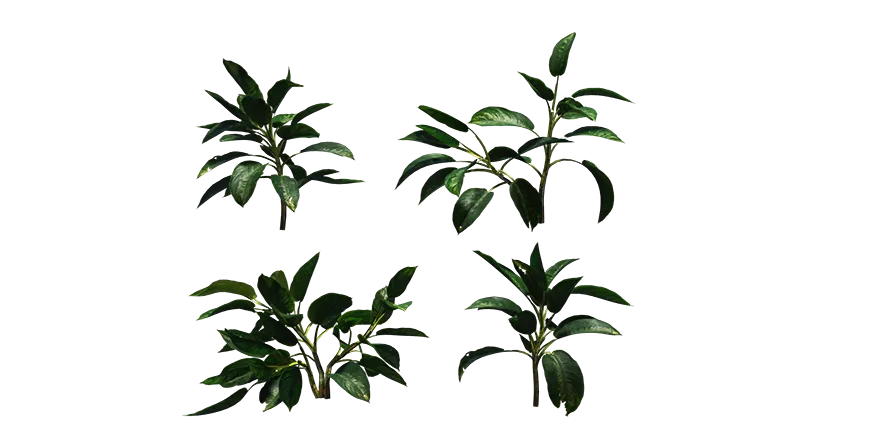chinese evergreen 001 — Descargar