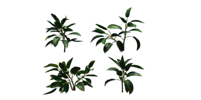 chinese evergreen 001 — Descargar