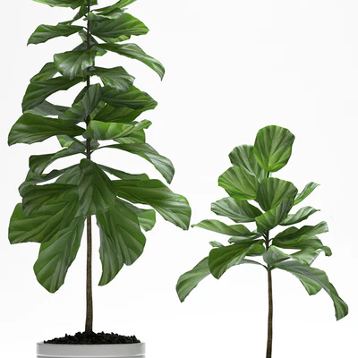 FIG PLANTS — Вид 3
