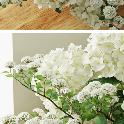 Hydrangea 2 — View 3