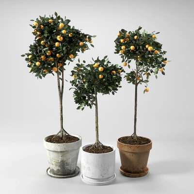 Orange Trees set 01 — Ver 1