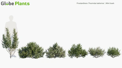 prostanthera poorinda ballerina — download