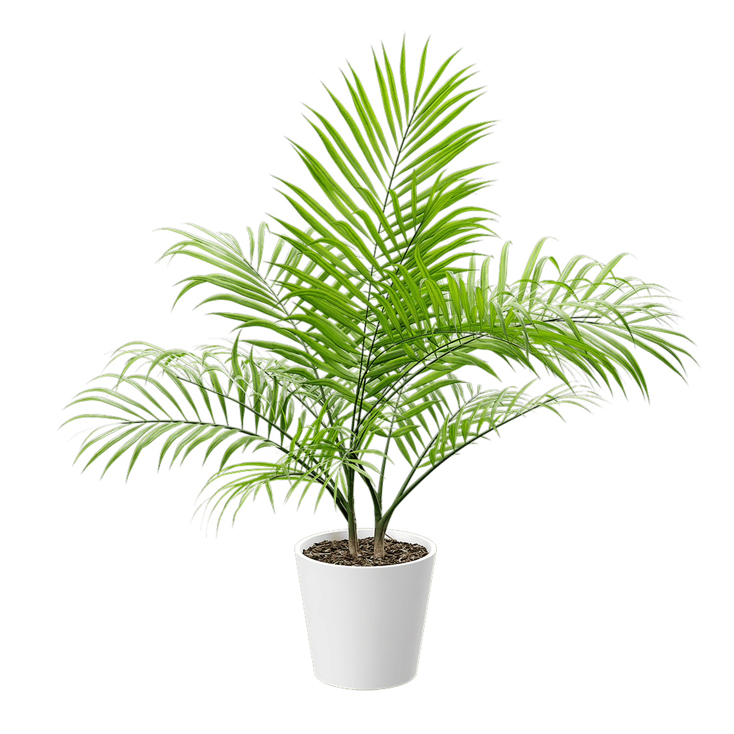 plant palm 002 — Descargar