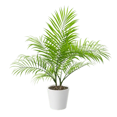 plant palm 002 — Descargar