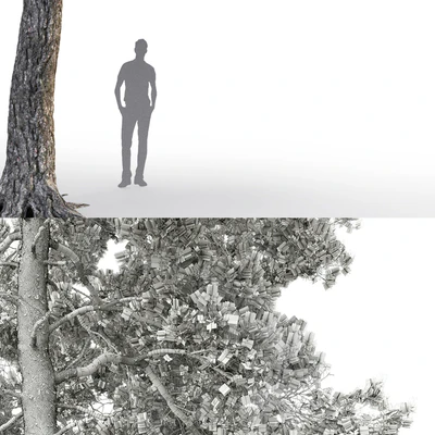 Pine — Вид 3
