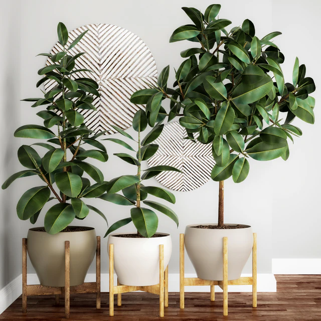 The collection of plants in pots 22. Ficus, pot, flowerpot, interior tree, decor, panel, Scandinavian, African, ficus abidjan — Descargar