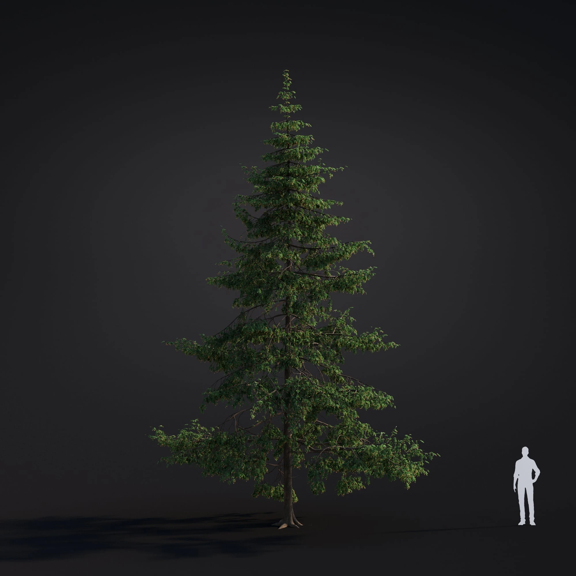 042 western hemlock — Descargar