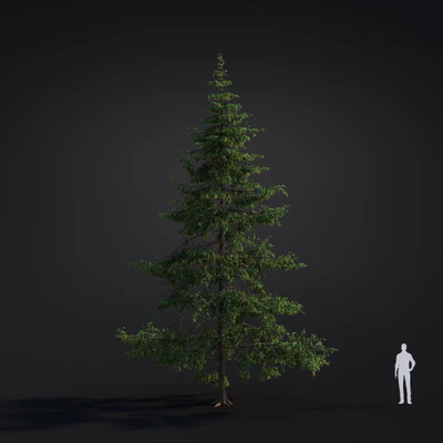 042 western hemlock — Descargar