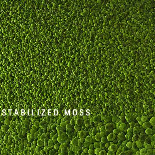 Stabilized Moss 2 — Download