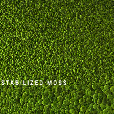 Stabilized Moss 2 — View 2