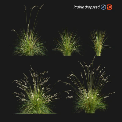 Prairie dropseed | Sporobolus heterolepis — Скачать