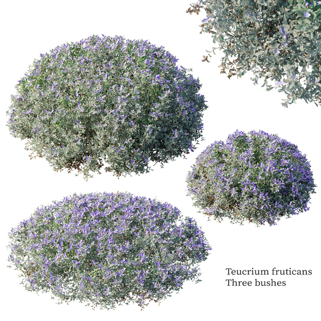 Teucrium fruticans — Descargar