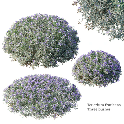 Teucrium fruticans — Ver 1