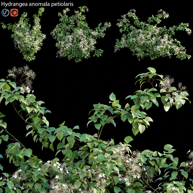 Hydrangea anomala petiolaris - Climbing Hydrangea 02 — Скачать