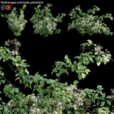 Hydrangea anomala petiolaris - Climbing Hydrangea 02 — Скачать