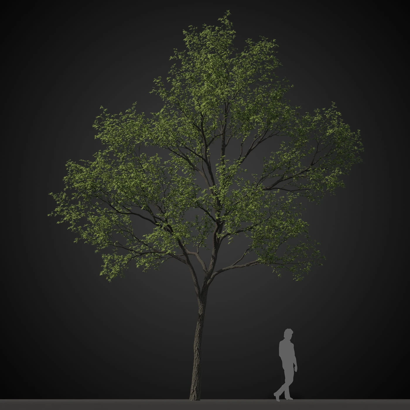 trees 004 — Descargar