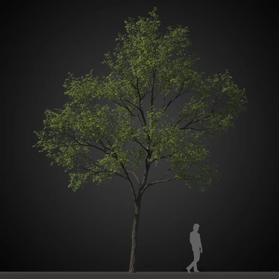 trees 004 — Descargar