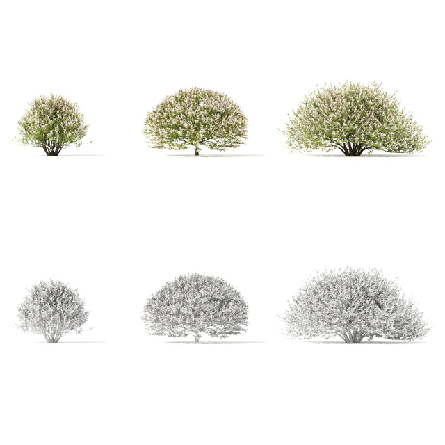 Japanese willow "Hakuro-Nishiki" bushes | Salix integra hakuro-nishiki — Descargar