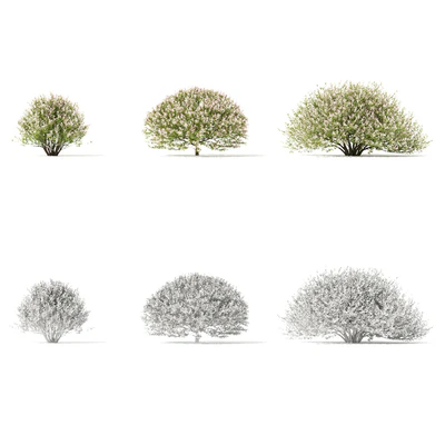 Japanese willow "Hakuro-Nishiki" bushes | Salix integra hakuro-nishiki — Ver 5