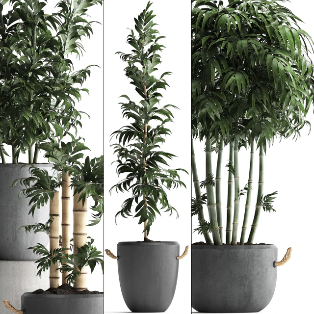 Plant Collection 390. Bamboo, concrete flowerpot, thickets, bushes, pot, indoor plants, outdoor, exotic, bushes — Descargar