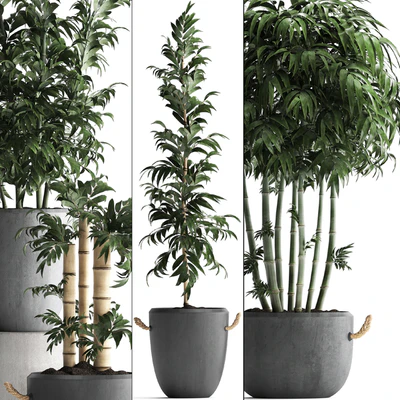 Plant Collection 390. Bamboo, concrete flowerpot, thickets, bushes, pot, indoor plants, outdoor, exotic, bushes — Ver 3