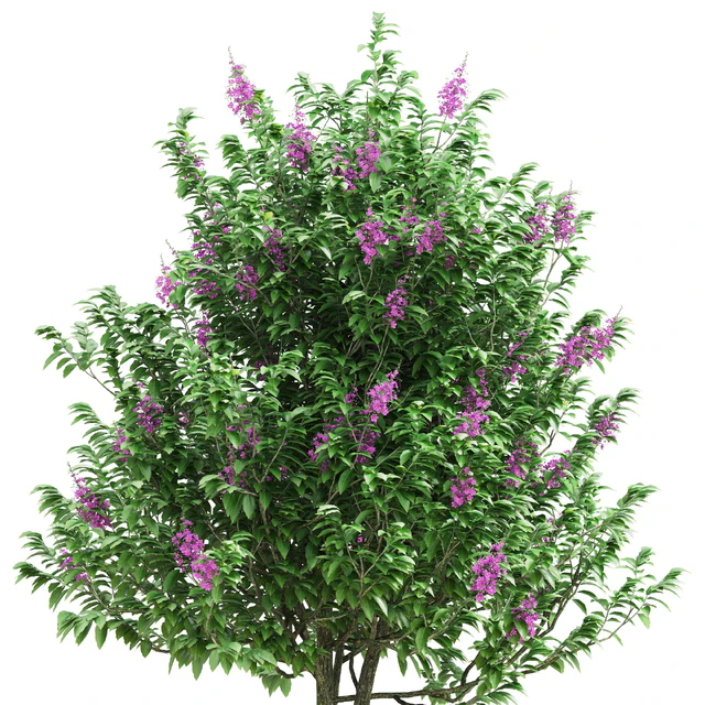 Lagerstroemia speciosa tree — Скачать