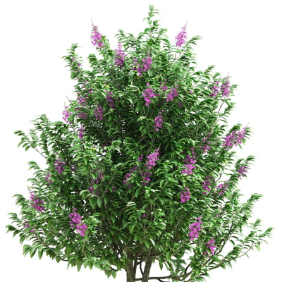 Lagerstroemia speciosa tree — Вид 4