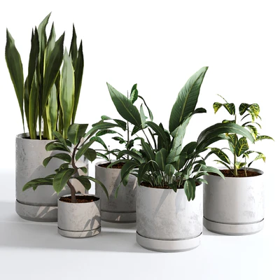 Indoor Plants Collection - Set 03 — View 1