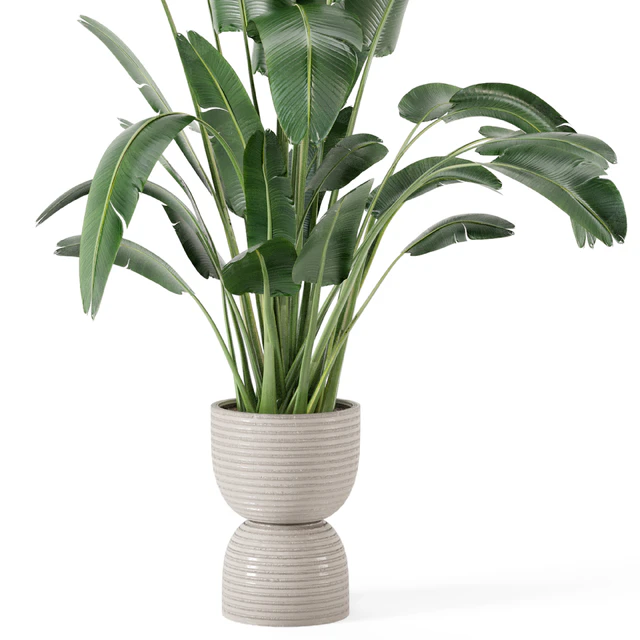 Indoor Plants  in rusty Concrete Pot - Set 298 — Скачать