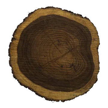 tree trunk 002 — Скачать