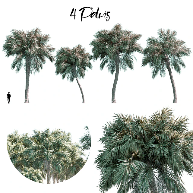 Palm set 1 — Descargar