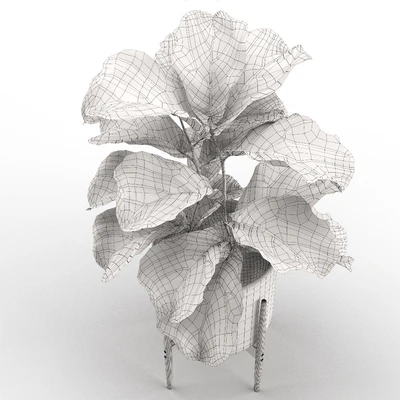 Plant 012 - Ficus Lyrata — Ver 3