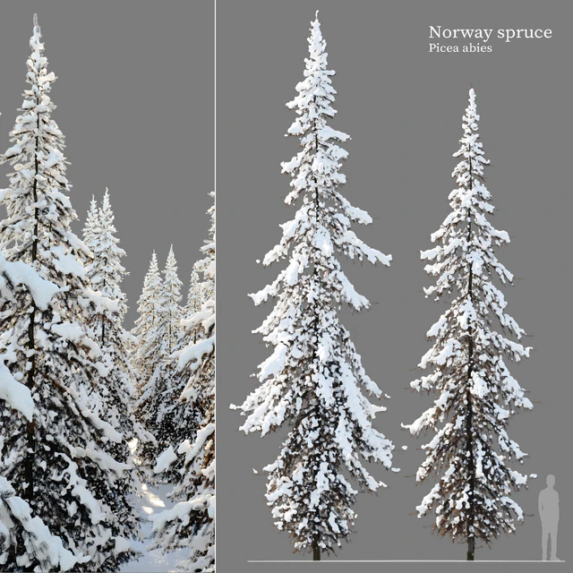 Winter Norway Spruce 02 — Descargar