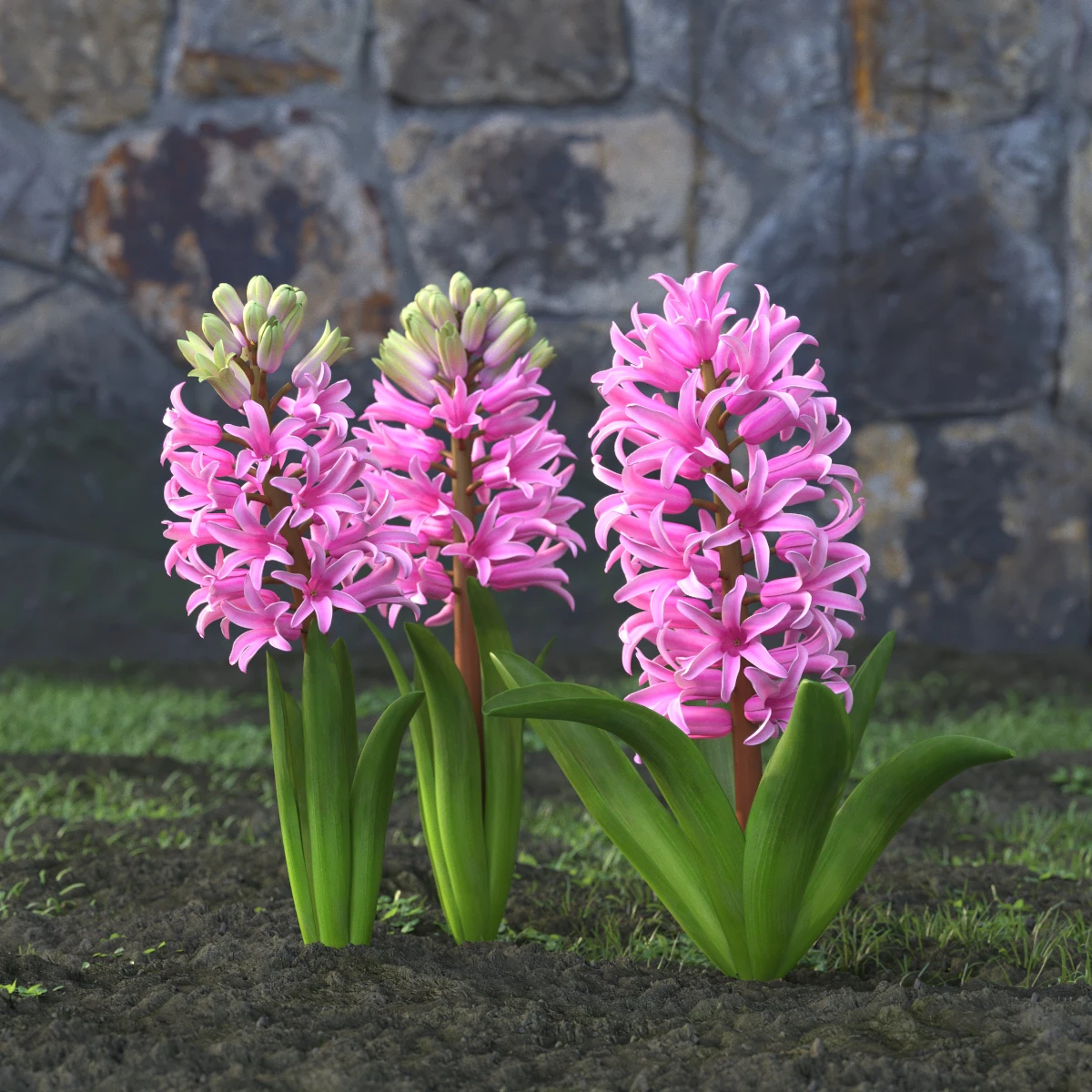 garden flowers 012 — Descargar