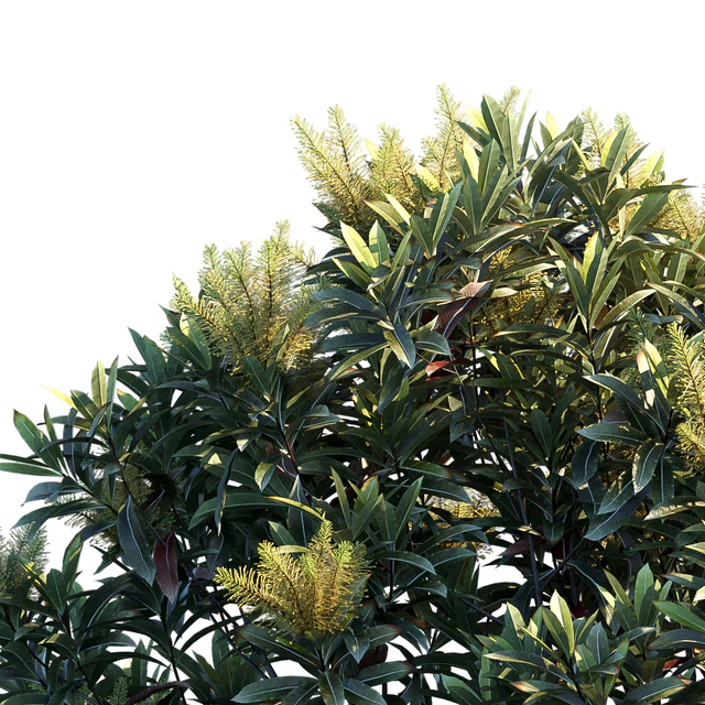 Darlingia Darlingiana | Brown Silky Oak — Descargar
