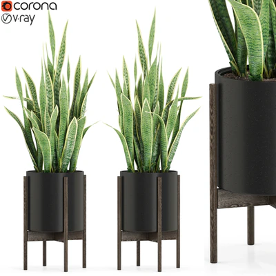 Plants collection 505 — Вид 1