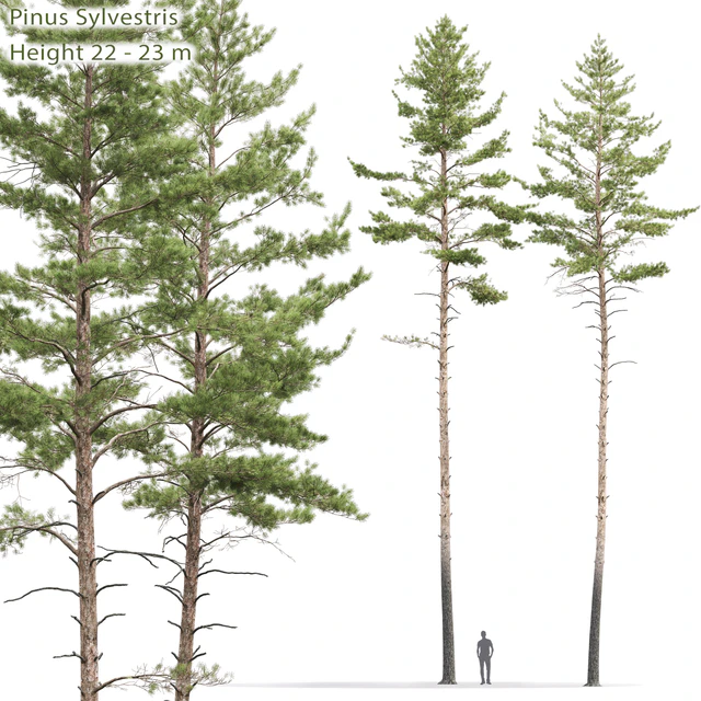 Pinus sylvestris # 10 (22-23m) — Descargar