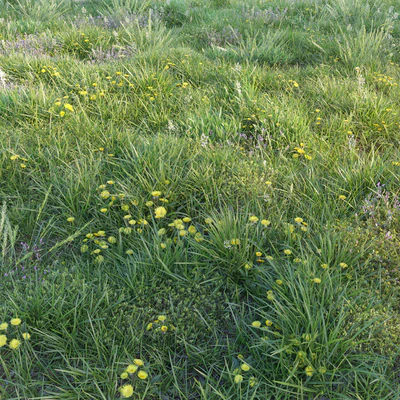 Spring grass with dandelions — Ver 1