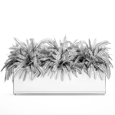 Lush ornamental bushes overgrown in a flowerbed pot with Nephrolepis, fern, outdoor flowerpot. Set 673. — View 5