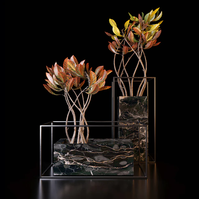Croton trees — Descargar