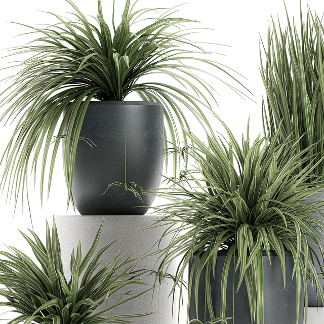 A collection of small bushes of indoor plants in black pots with Chlorophytum. Set 625. — Descargar