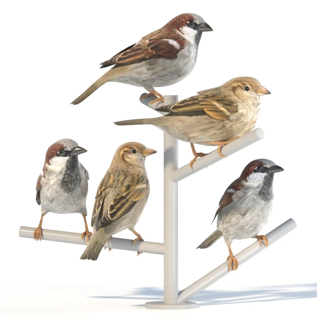 House Sparrow / 2 — Descargar
