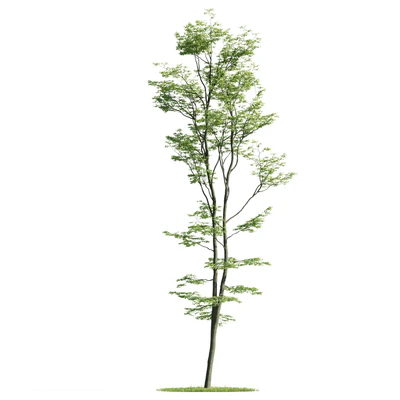 trees 035 — Descargar