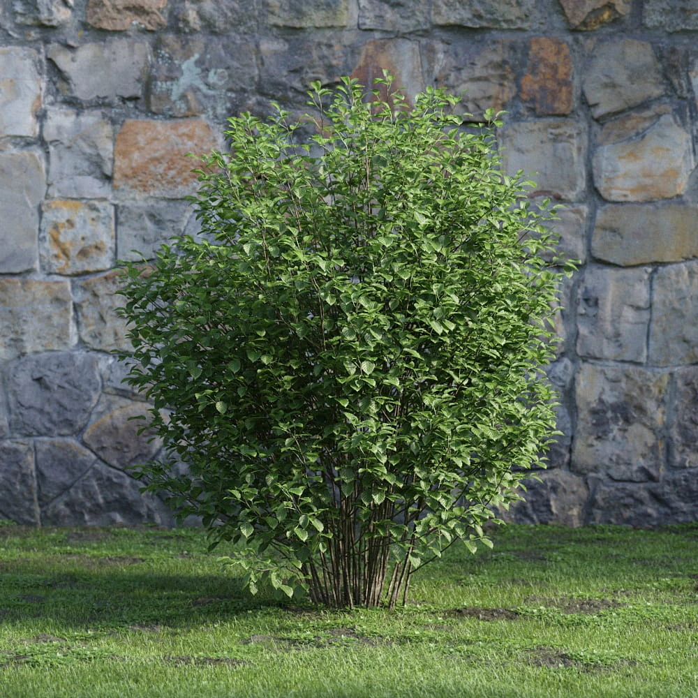 plants and bushes 033 — Descargar